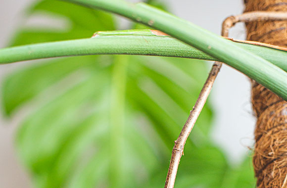 nærbillede af luftrødder på en Monstera deliciosa plante som er opbundet på en mosstok