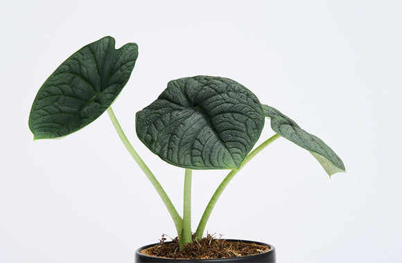 Alocasia Melo med fremtrædende aftegninger og grønne blade
