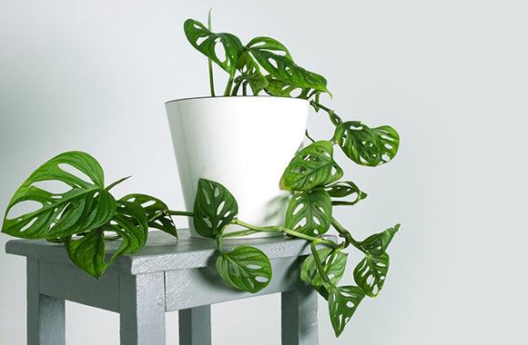 fingerfilodendron-philodendron