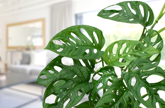 Monstera Adansonii I stue