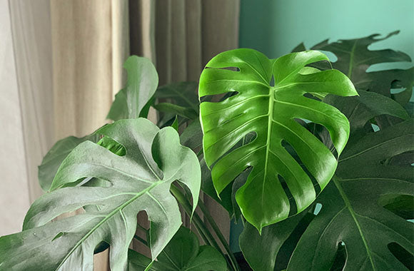 Monstera deliciosa plante med store blade ved et vindue med beige gardiner