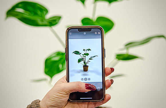 Monstera Deliciosa blogger planten