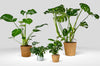 fingerphilodendron alle planter