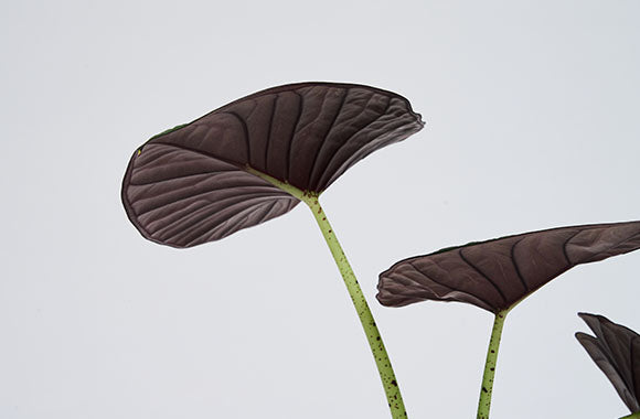 Alocasia Nebula blade på en grå baggrund