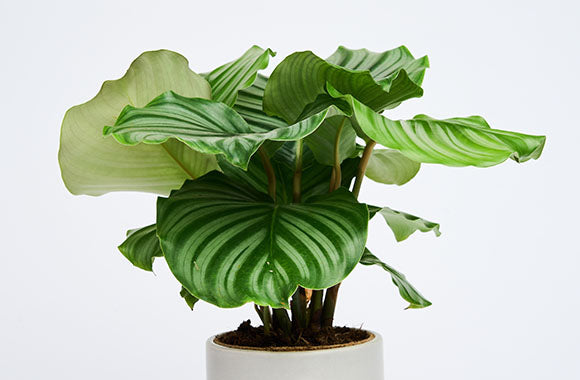 Calathea Orbifolia, også kaldet Goeppertia med flotte grønne blade i en hvid potteskjuler