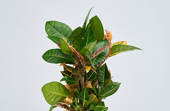 Codiaeum Petra blade