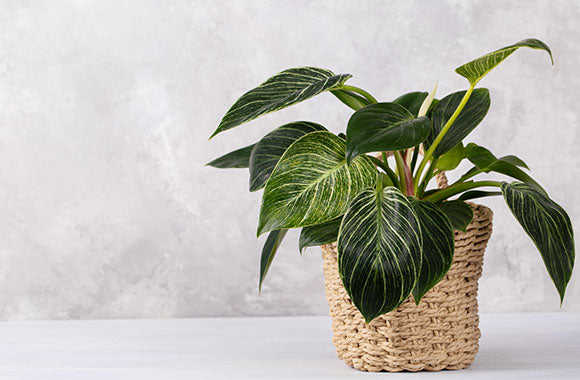 Philodendron birkin med grønne blade med hvide striber i flettet kurv med grå baggrund