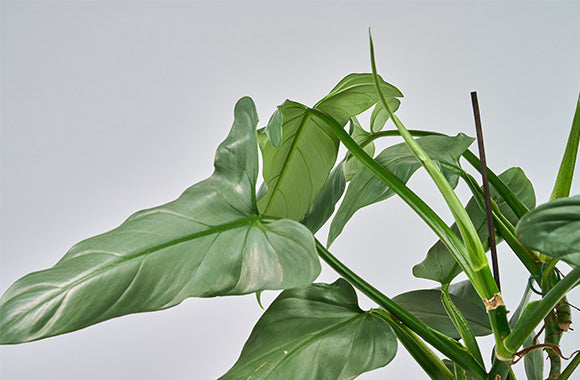 Philodendron silver sword