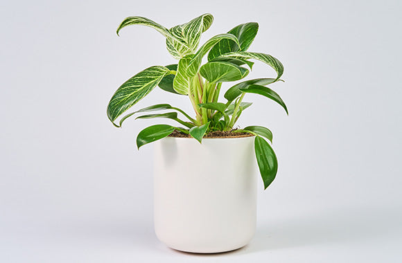 Philodendron White Measure birkin