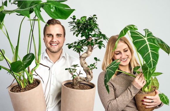 Starten på PottePlanten.dk