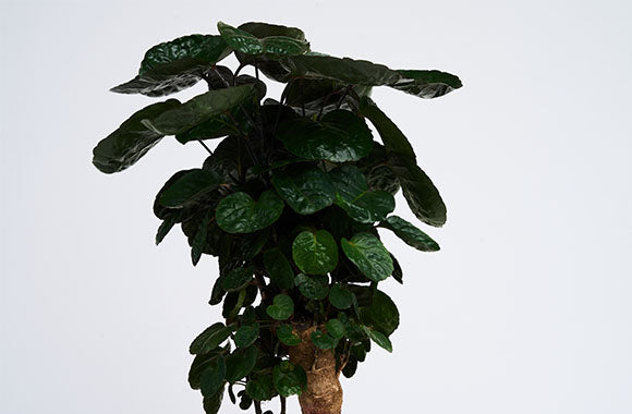 Polyscias Fabian med store runde blade på en grå baggrund