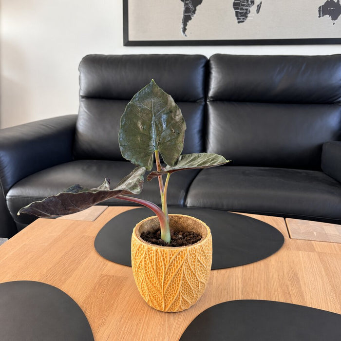 Alocasia Antoro Velvet med mørke blade i en gul potte på et træbord foran en sort sofa.