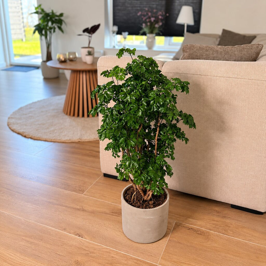 Polyscias Roble i beige krukke på et trægulv ved en lys sofa.