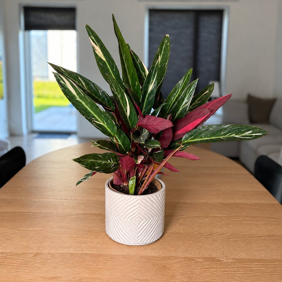 Calathea Magic Star med smalle, brogede blade i hvid mønstret krukke på et spisebord af træ.