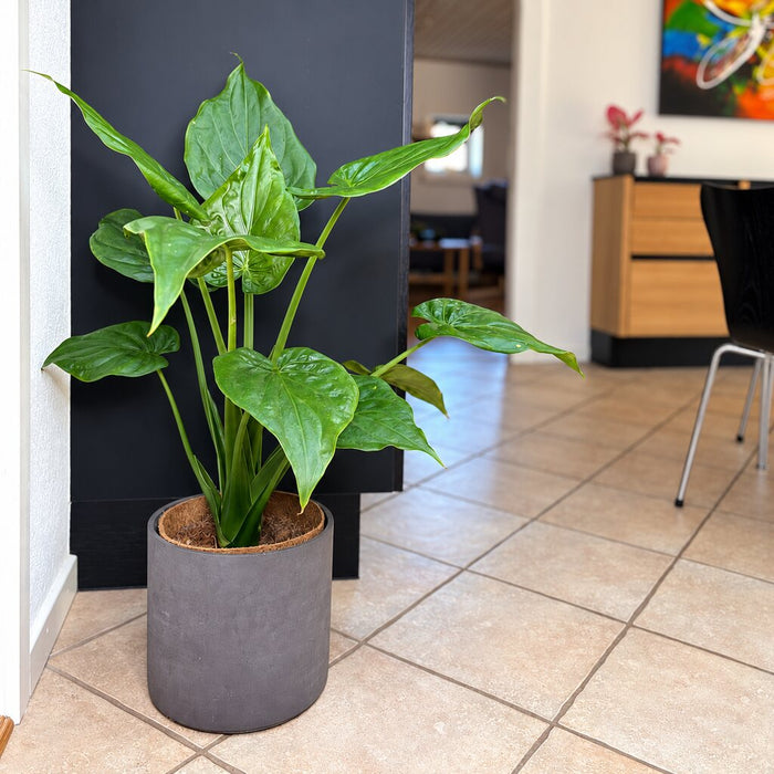 Alocasia Cucullata med store grønne hjerteformede blade i en grå gulvkrukke ved mørke køkkenskabe.