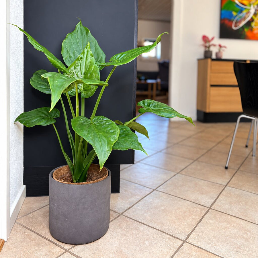 Alocasia Cucullata med store grønne hjerteformede blade i en grå gulvkrukke ved mørke køkkenskabe.