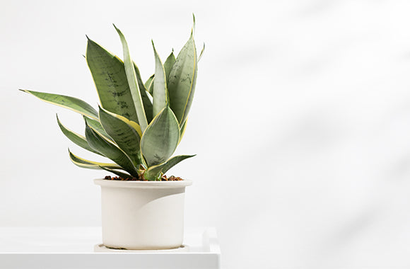 Sansevieria Bayonet Laurentii