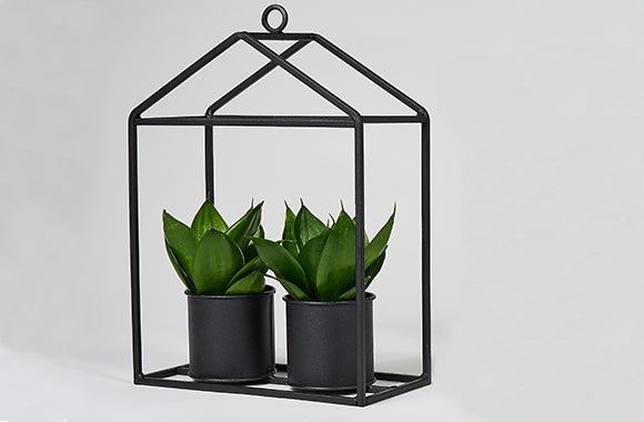 Sansevieria Black Jade