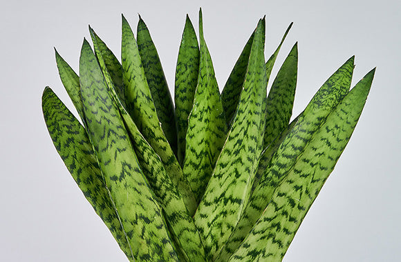 Sansevieria Zeylanica