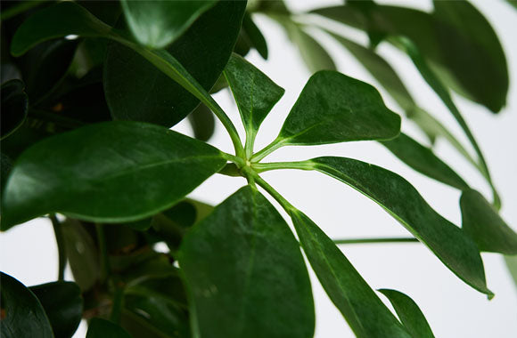 nærbillede af schefflera plante med grønne sunde blade på en grå baggrund