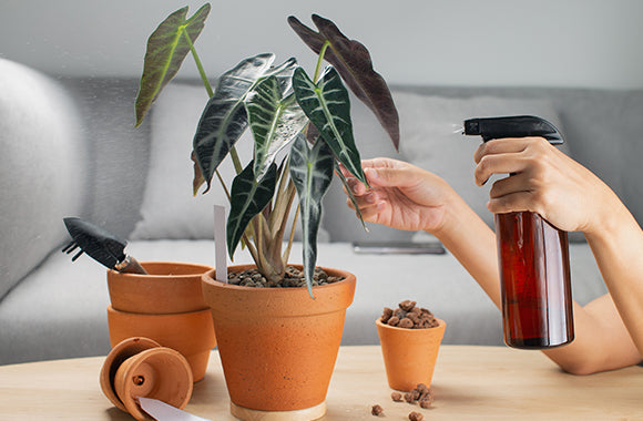 Alocasia Bambino planteguide