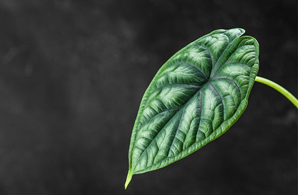 Alocasia Dragon Scale planteguide