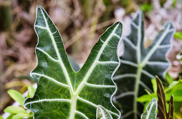 Alocasia Dwarf Amazonica planteguide