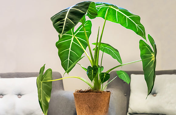 Alocasia Frydek planteguide