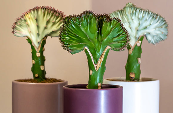 Euphorbia Lactea