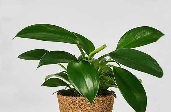 Philodendron Green Princess planteguide
