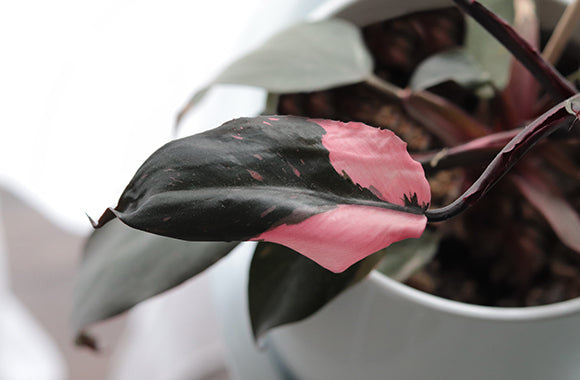 Philodendron pink princess