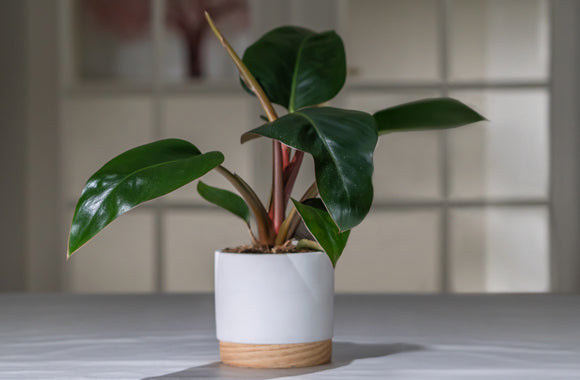 Philodendron rojo congo i stue