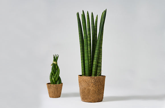 Sansevieria straight og braid