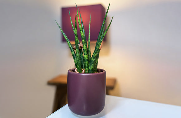 Sansevieria Fernwood