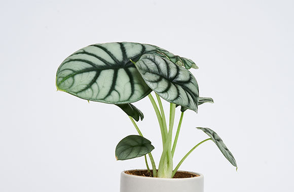 Alocasia Silver Dragon med store sølv blade med grøn stængel på en grå baggrund