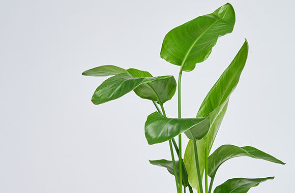 Stor grøn Strelitzia Nicolai plante på grå baggrund