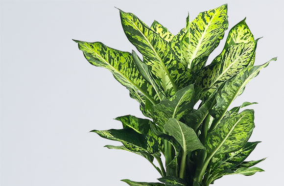 Dieffenbachia Sublime med store grønne blade med hvide pletter