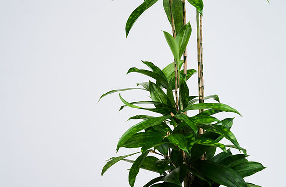 Dracaena Surculosa med grønne blade på en grå baggrund