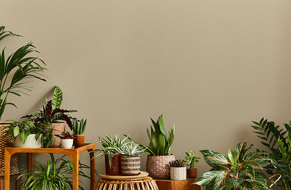 urban jungle kvinde hjem