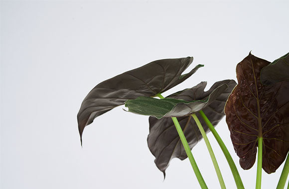 Alocasia Wentii plante med lange lysegrønne stængler og lilla blade på en grå baggrund