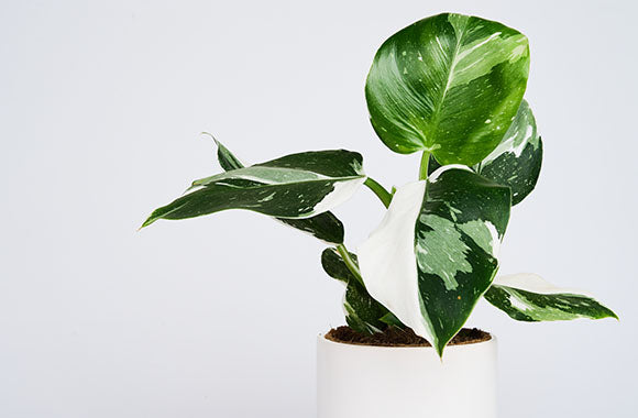 Philodendron White wizard på en grå baggrund i en hvid potteskjuler