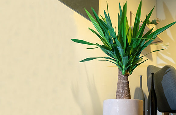 Yucca Elephantipes