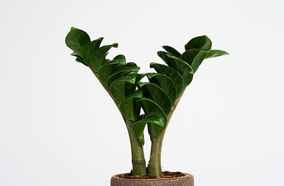 Zamioculas Zenzi med store blade i en mærk potteskjuler på en grå baggrund