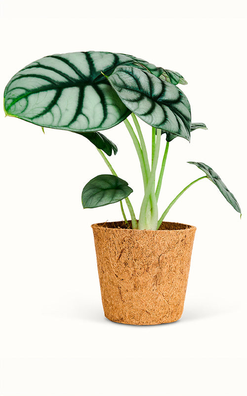 Alocasia