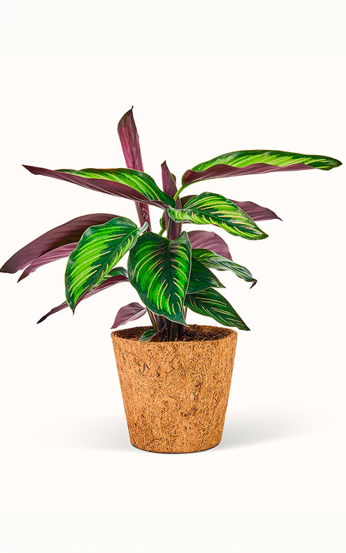 Calathea