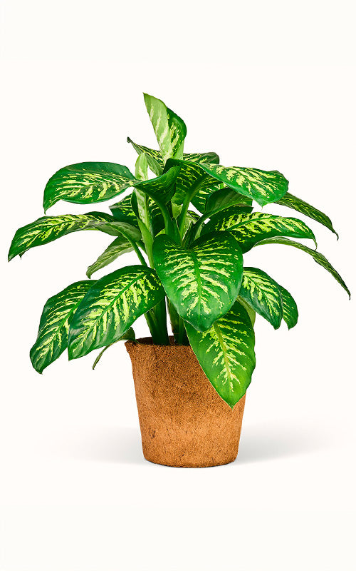 Dieffenbachia