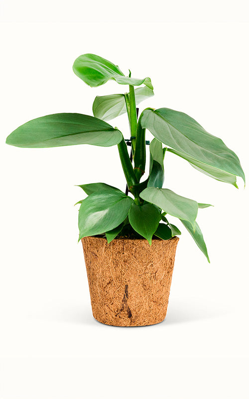 Philodendron