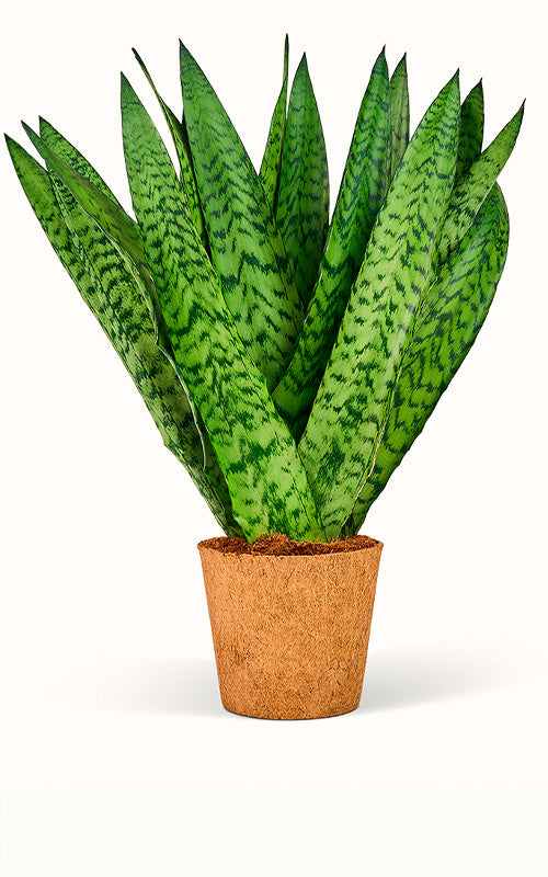 Sansevieria