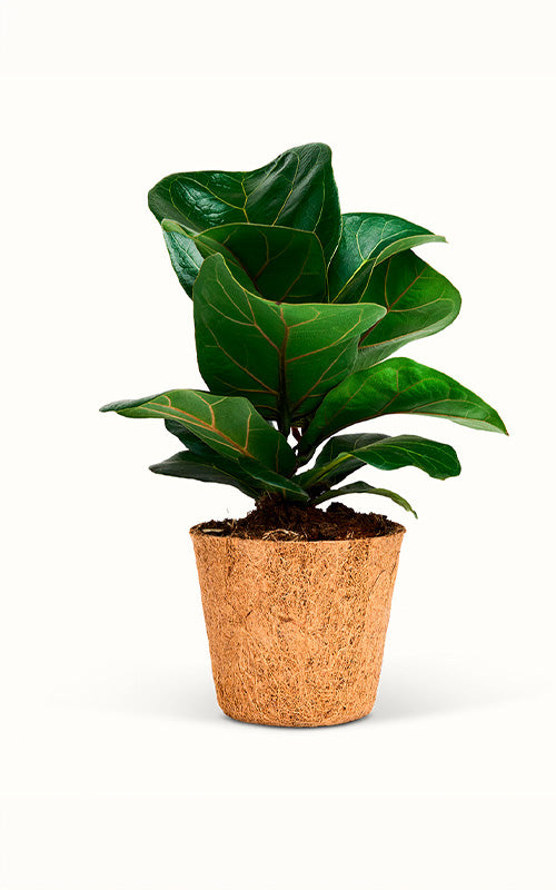 Ficus