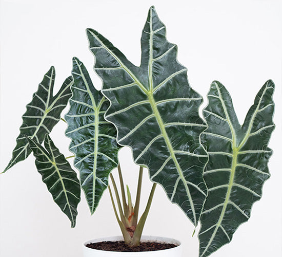 Alocasia-dwarf-amazonica_cf5ff44d-f82e-42f8-826a-51eabded4447.jpg